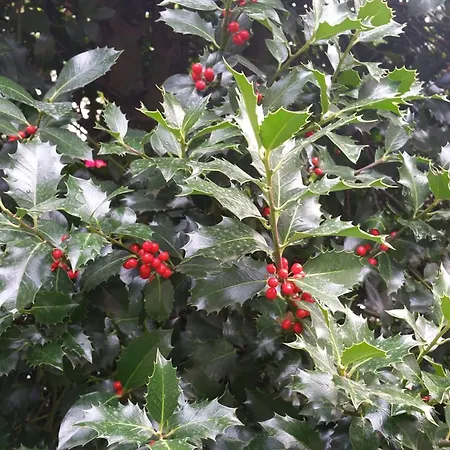 Affittacamere La Casona De Navaleno