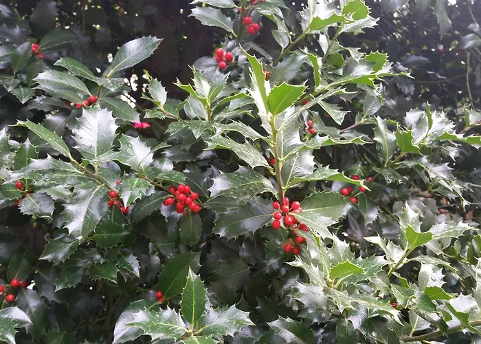 Guest house La Casona De Navaleno